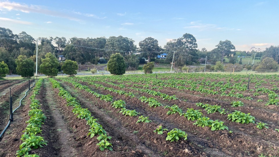 Tasmania Youth