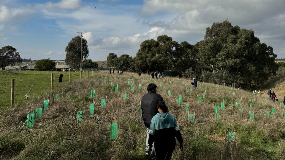 tree-planting