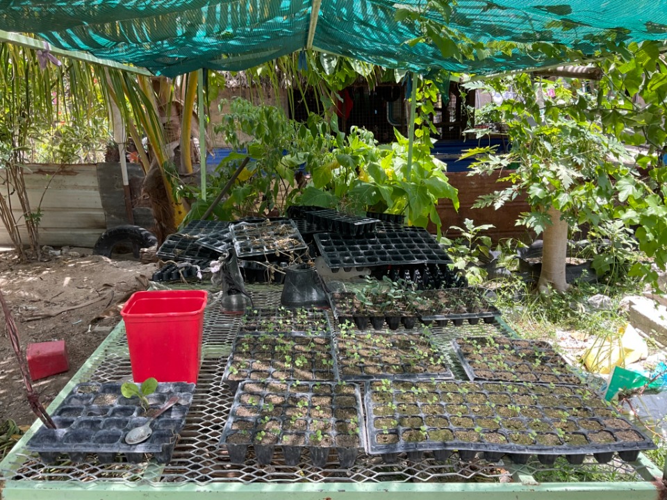 Kiribati Seedlings